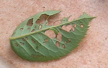 Windywillow What's eating my roses? Endelomyia aethiops?